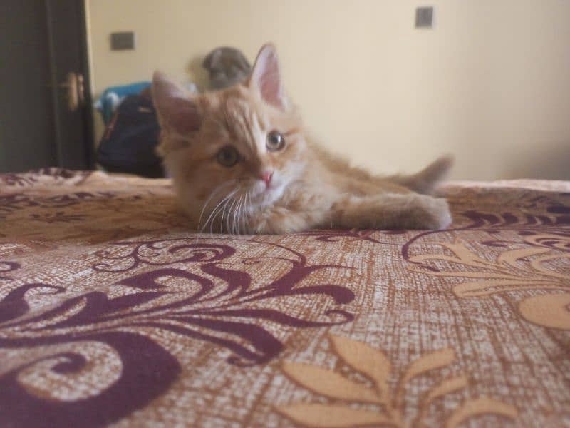 Adorable 3-Month-Old Ginger Kitten – Vaccinated & Litter Trained! 1