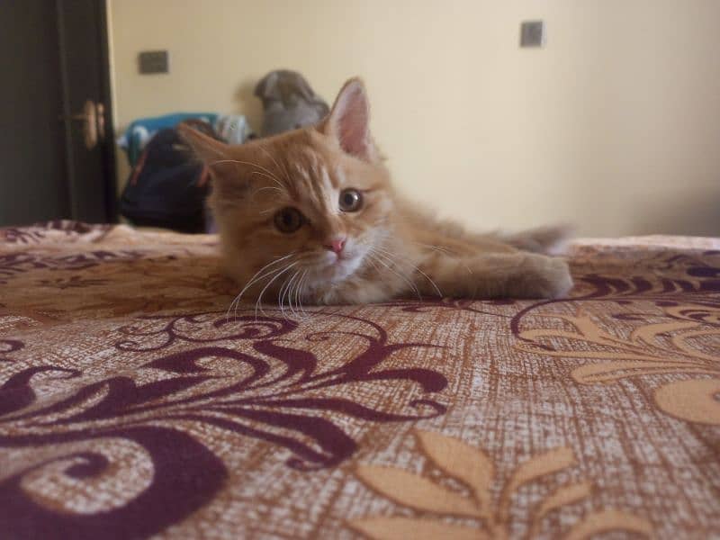 Adorable 3-Month-Old Ginger Kitten – Vaccinated & Litter Trained! 2