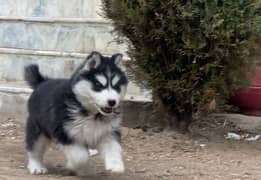 SIBERIAN HUSKY