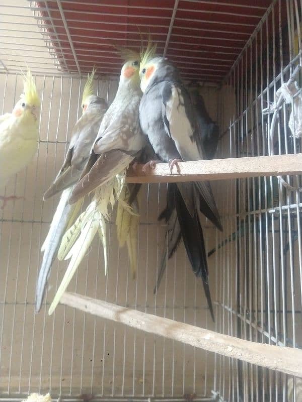 All bird's active 1