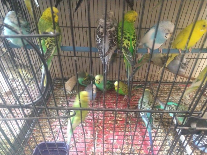 All bird's active 6