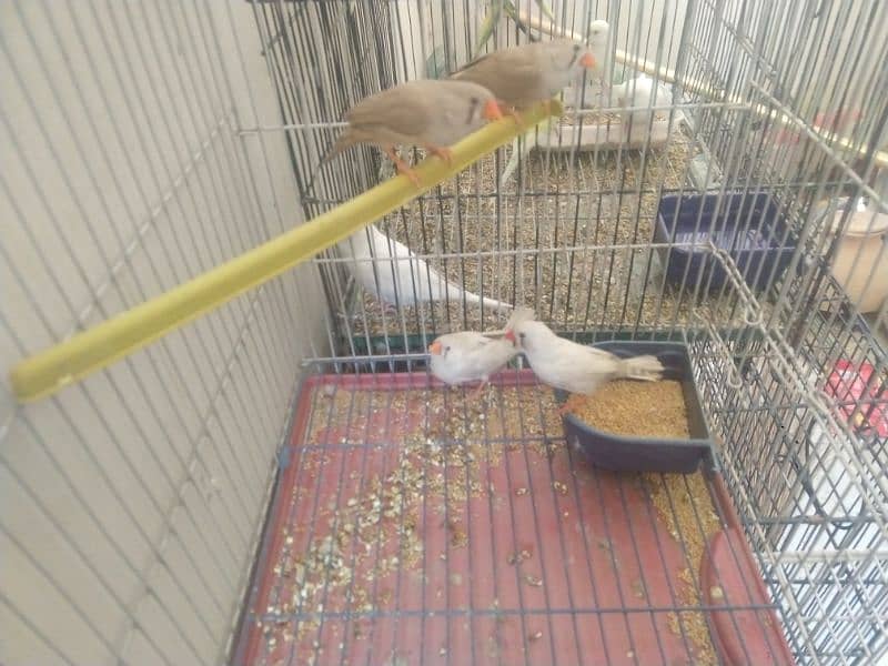 All bird's active 7