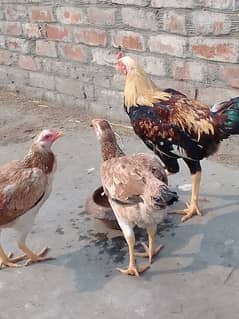 Aseel Desi Murga & 2 Murgi Age 15 month for sale mobile no 03210130133