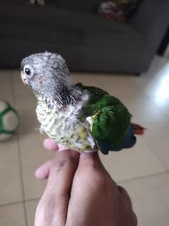 Yellow sided conure chicks for sale