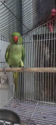 full talking parrot