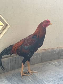 Sindhi Aseel Hen for sale