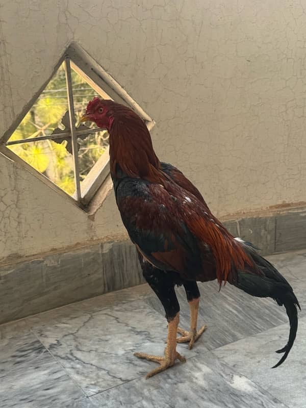 Sindhi Aseel Hen for sale 1