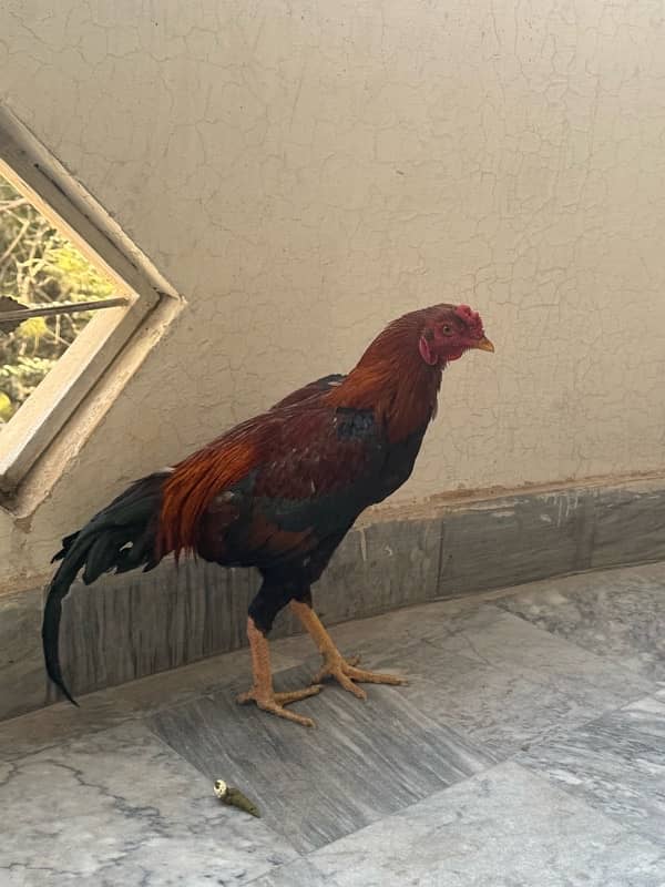 Sindhi Aseel Hen for sale 2