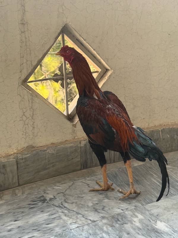 Sindhi Aseel Hen for sale 3