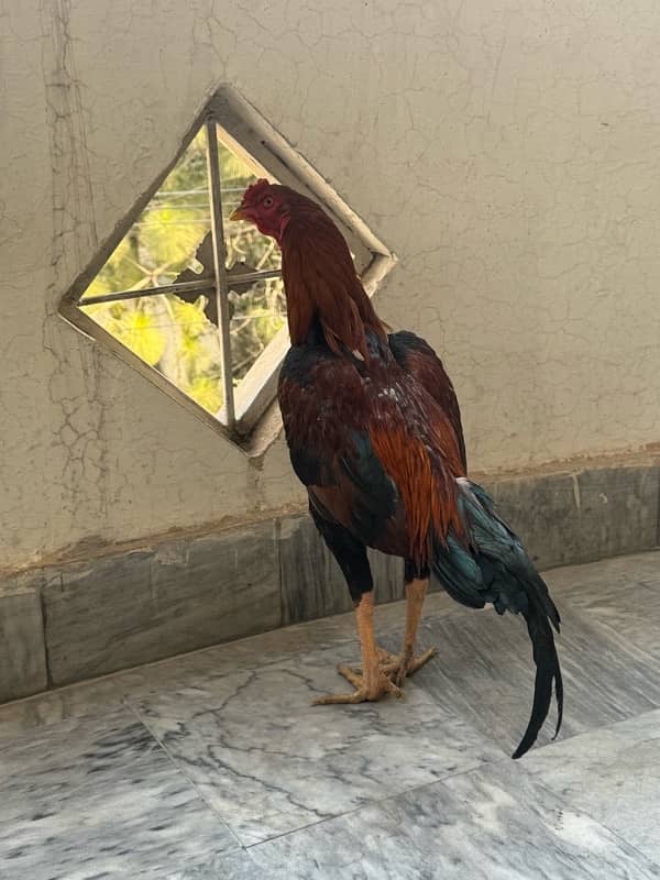 Sindhi Aseel Hen for sale 4