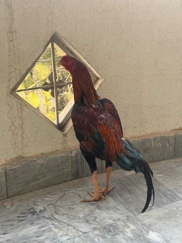 Sindhi Aseel Hen for sale 5