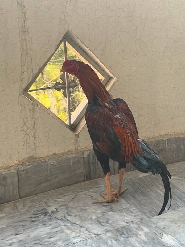 Sindhi Aseel Hen for sale 6