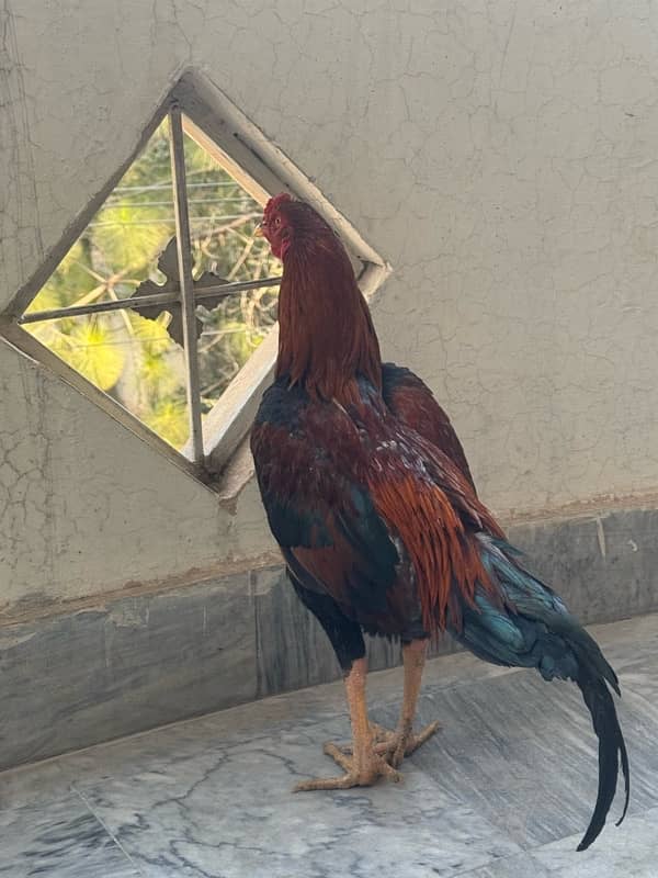 Sindhi Aseel Hen for sale 7