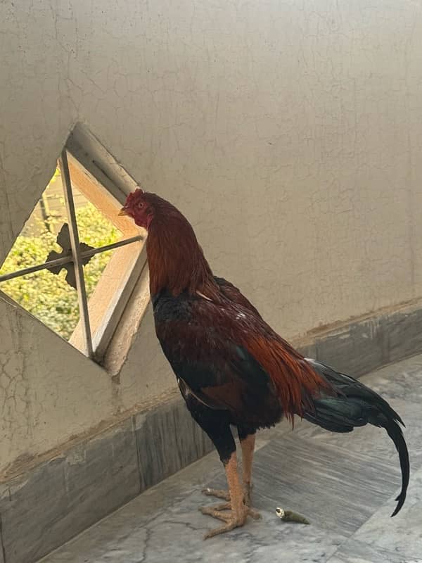 Sindhi Aseel Hen for sale 8