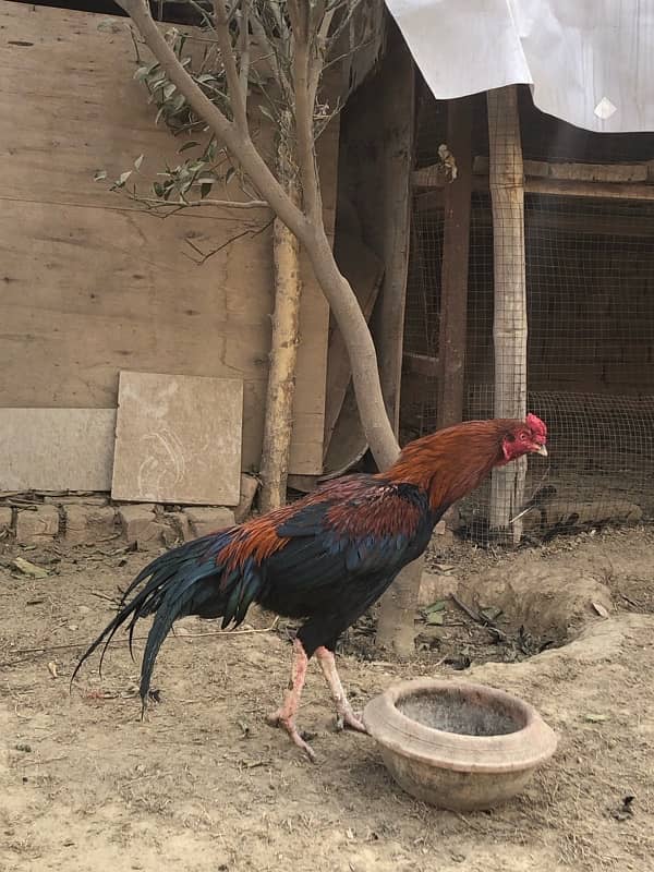 Mianwali aseel home breed 8