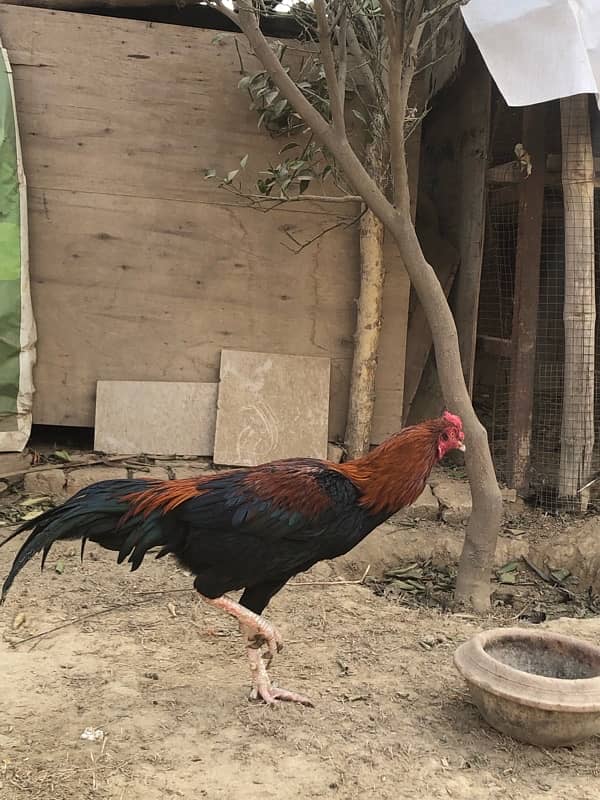 Mianwali aseel home breed 9