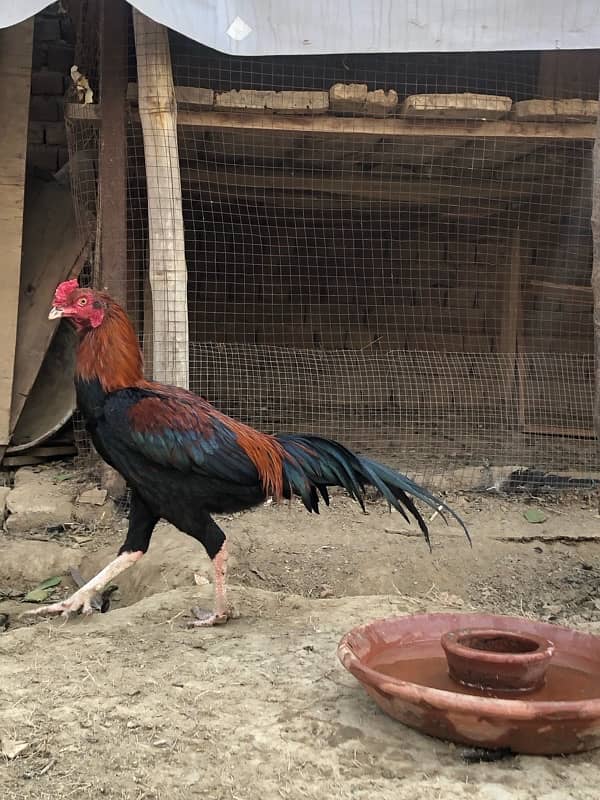 Mianwali aseel home breed 11