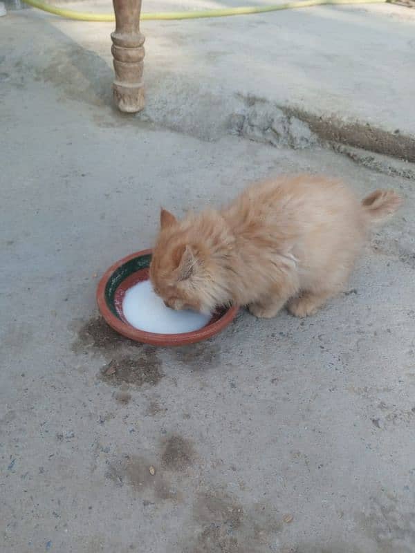 two kittens pair of Persian healthy 6