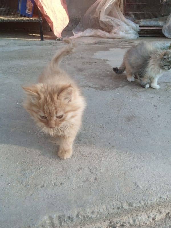 two kittens pair of Persian healthy 7