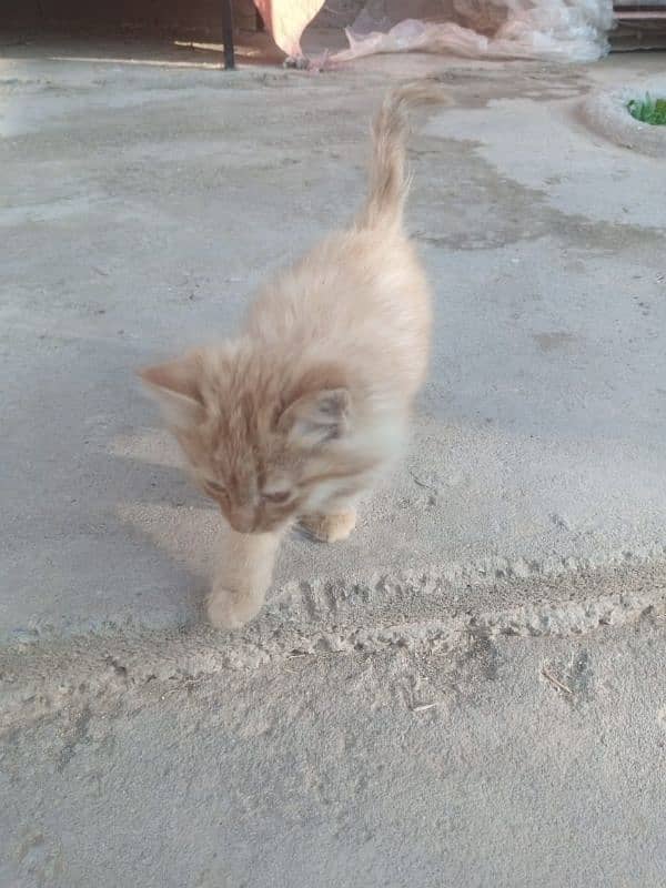 two kittens pair of Persian healthy 8