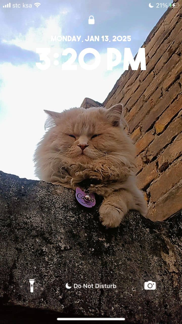 Persian female cat 6