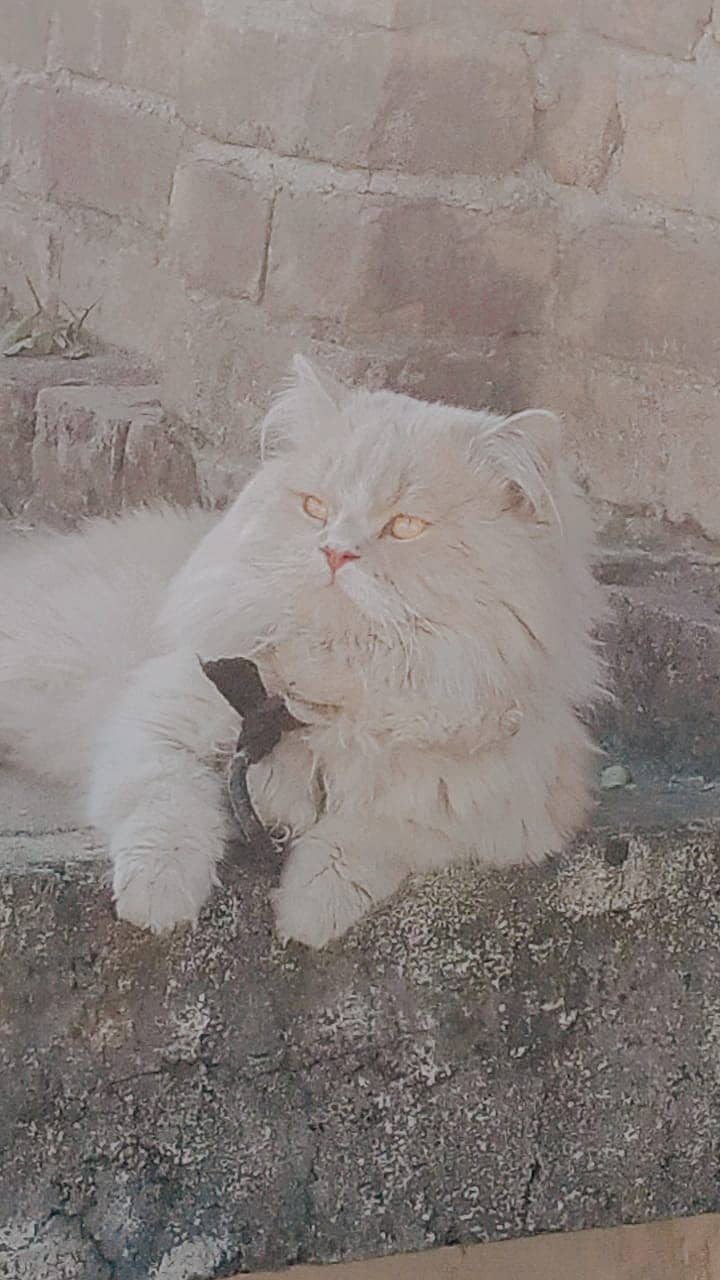 Persian female cat 7