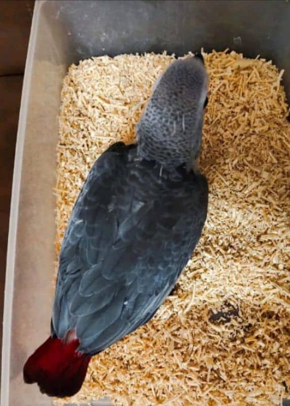 African grey parrot chicks for sale 033698/68/428 2