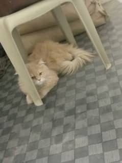 Persian cat for sale