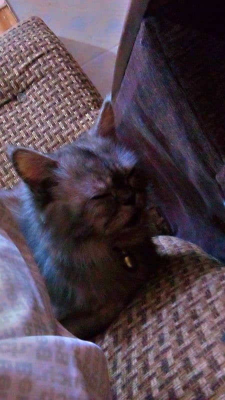 Persian cat for sale 2