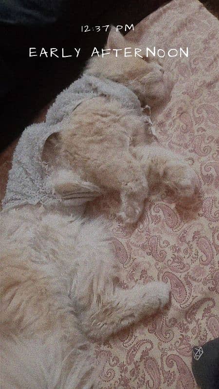 Persian cat for sale 3