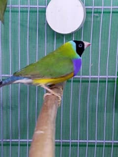 Exhibition size Common Gouldian Finch Breeder Pair