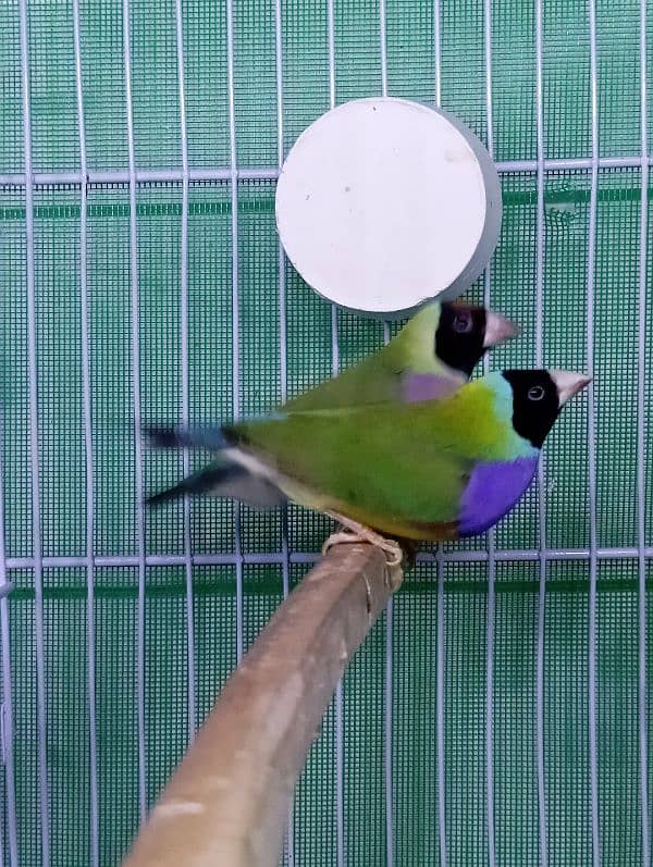 Exhibition size Common Gouldian Finch Breeder Pair 1