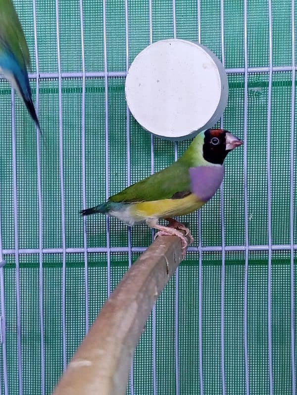 Exhibition size Common Gouldian Finch Breeder Pair 2