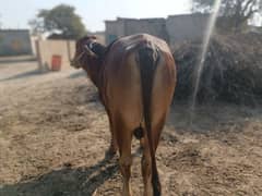 Brahman Breed Bull