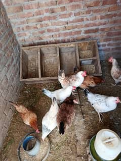 8 Murhian 2 murgha Egg laying available for sale