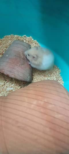 hamster male