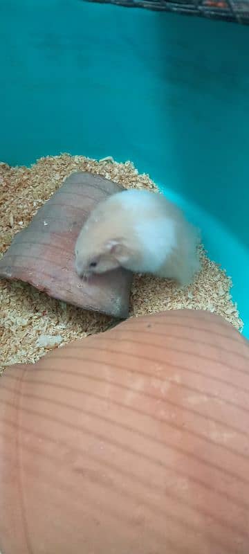 hamster male 1