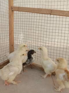 Heavy White And Golden Buff chicks & Aseel chicks