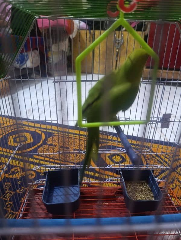 parrot pathi female 1 year 0