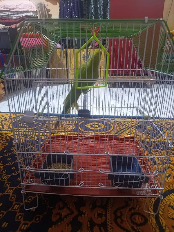 parrot pathi female 1 year 1