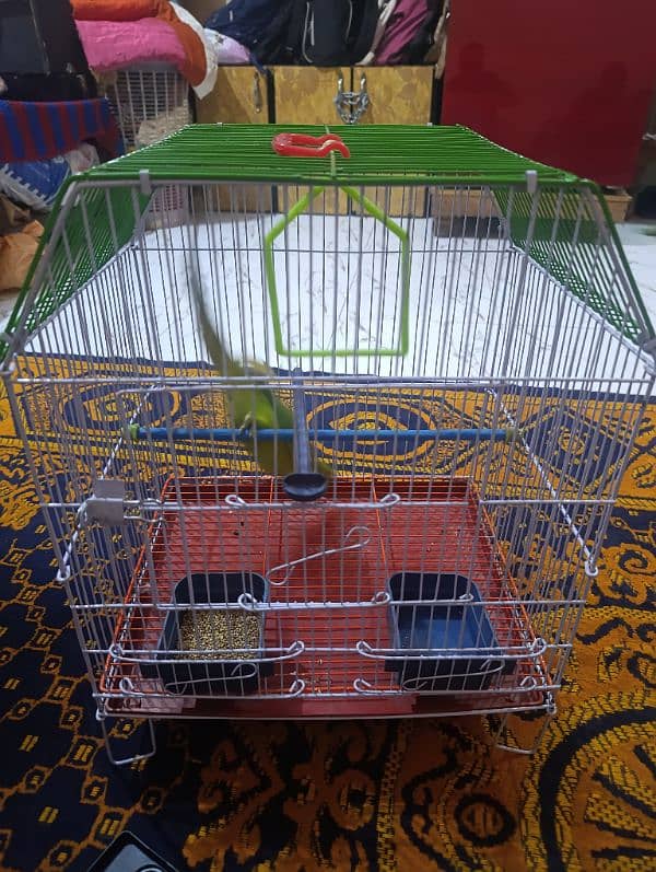 parrot pathi female 1 year 2