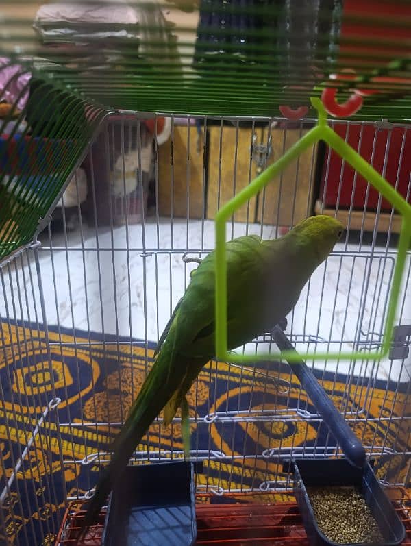 parrot pathi female 1 year 3