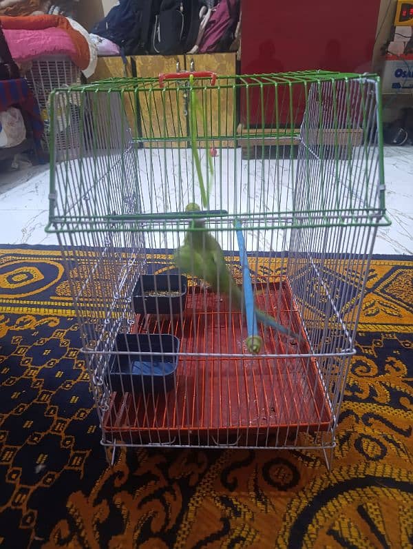 parrot pathi female 1 year 4