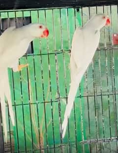 white ringneck male & female