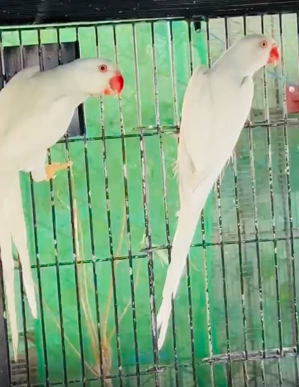 white ringneck male & female 0