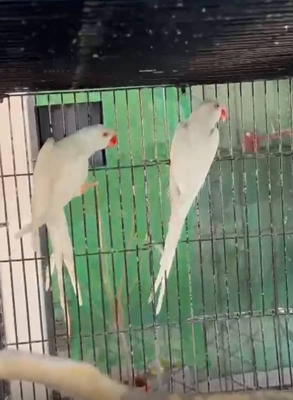 white ringneck male & female 1