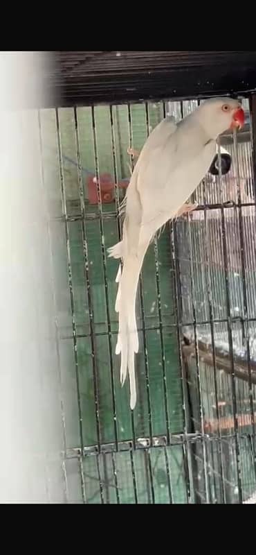 white ringneck male & female 2