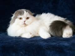 SCOTTISHFOLD