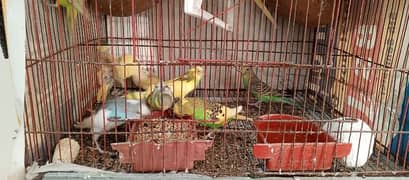 Buggies Astalian Parrot for Sale