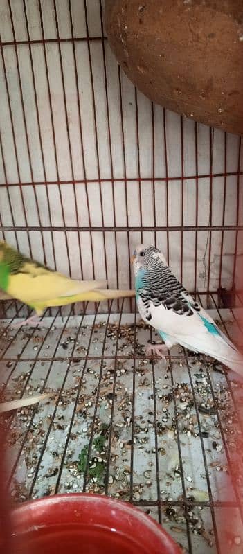 Buggies Astalian Parrot for Sale 1